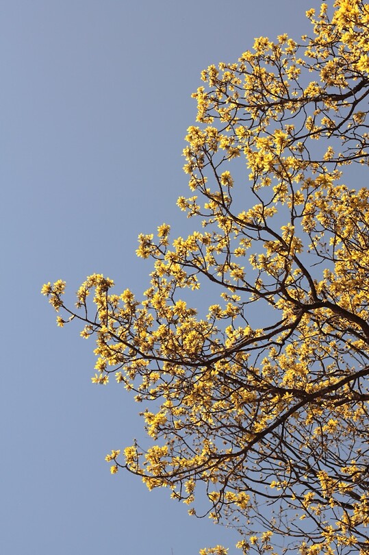 De lente hangt in de lucht