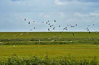 Op avontuur in Nederland?