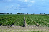 Kop van Noord-Holland