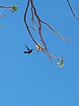 Een kolibri