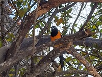 Auto alarm vogel