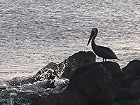 Pelikaan