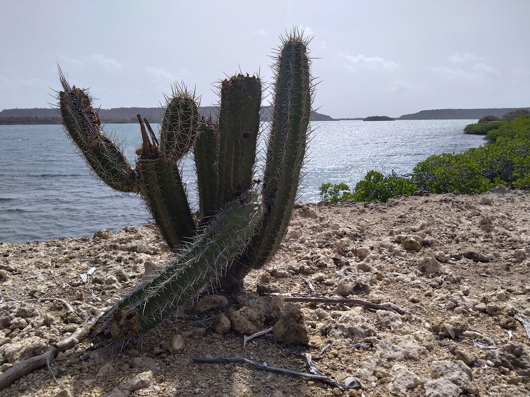 Cactus