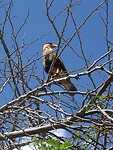 Zuidelijke Caracara