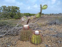 Mini cactus
