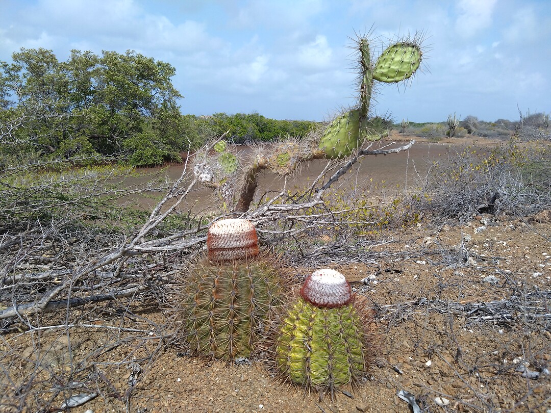 Mini cactus