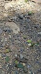 Leaf carrying ants