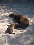 Zeeleeuw met baby
