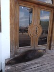 Een zeeleeuw voor de deur 😂