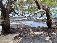 Uitzicht vanuit de mangrove