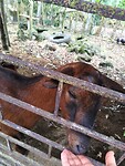 Geitjes op de kinderboerderij