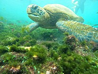 Zeeschildpad