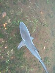 Rifhaai als snorkelbuddy