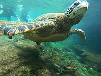 Snorkelen met een schildpad