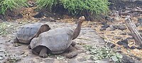 Reuze landschildpadden
