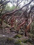 Parque nacional Cajas