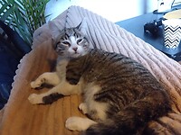 Hostel kat