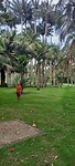 Palmbomen in de botanische tuin