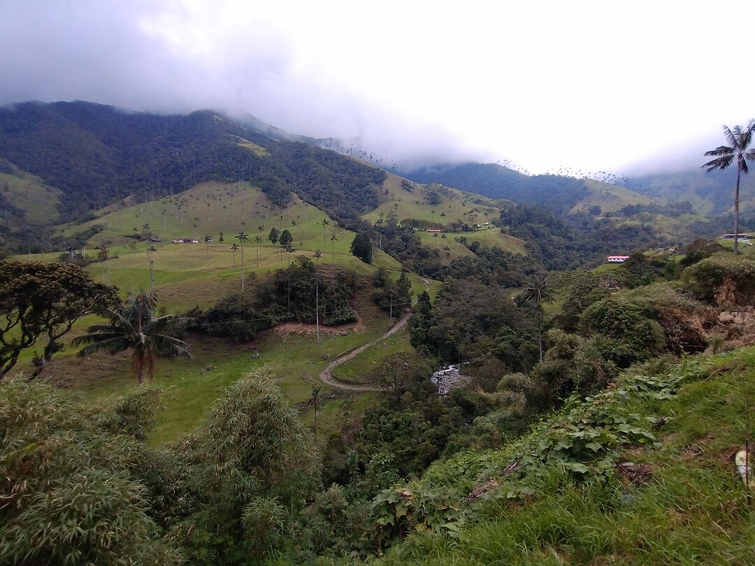 Valle de Cocora