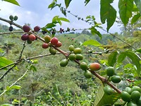 Koffie plantage