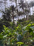 Koffie plantage