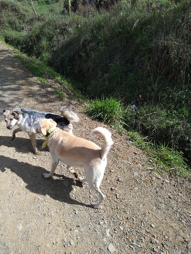 Wandel buddy's