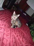Hostel kat