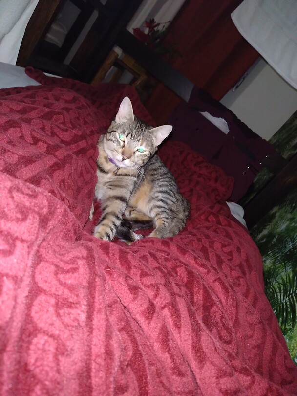 Hostel kat