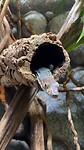 Reptiel uit het aquarium museum