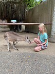 Guus geeft de Kangaroo te eten