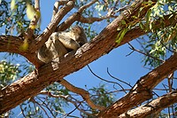 Koala in de boom aan het slapen
