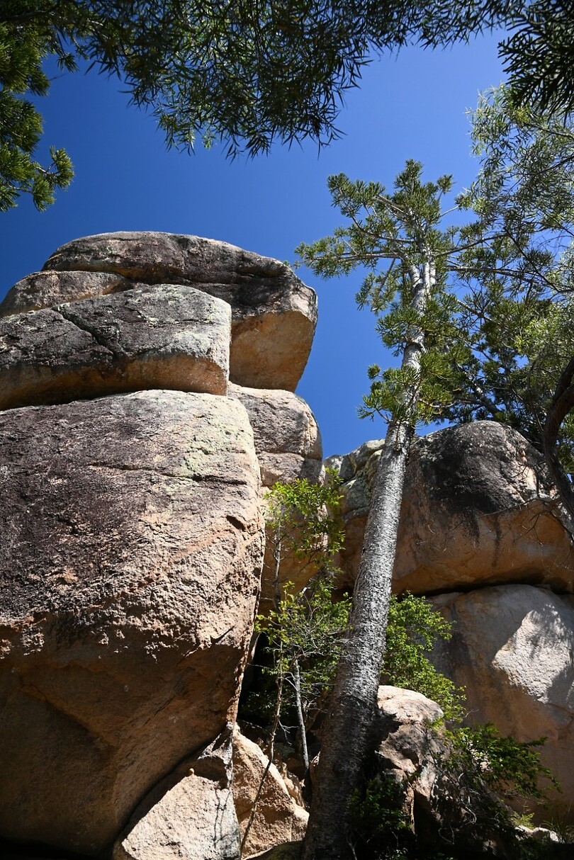 Koala bergroute