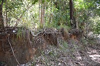 Tijdens de koalaroute op Magnetic Island