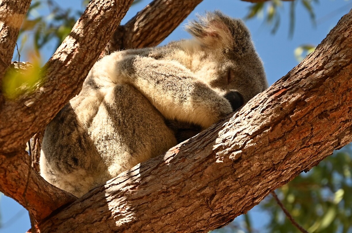KOALA2
