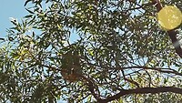 Koala in het wild