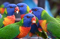 vogelsvoeren
