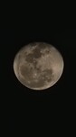 volle maan