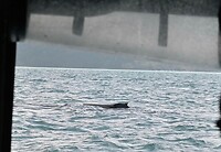 walvis 3