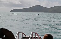walvis 2