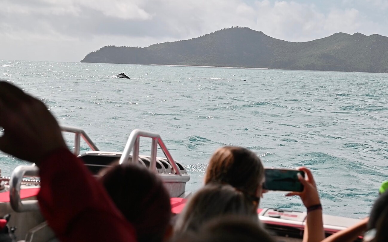 walvis 1