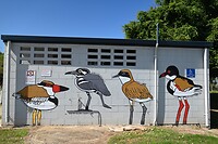de vogels die we hier overal zienb