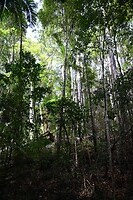 Wanggoolba Creek