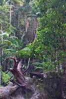 Wanggoolba Creek