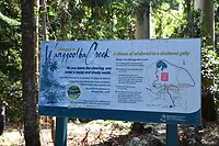 Wanggoolba Creek