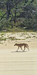 Dingoe op het strand