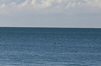 zeehond