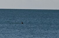 shark of zo