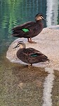 Eendjes op de camping