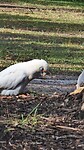 op de camping vogels voeren