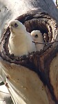 vogels in de boom